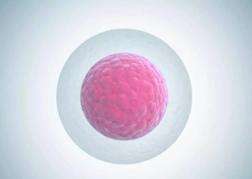 【贝贝壳】胚胎影响试管婴儿成功率的关键因素
