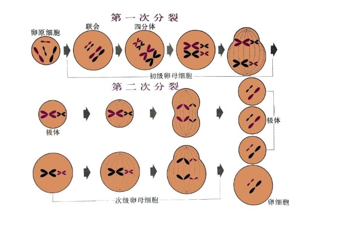 排卵期卵细胞对照表