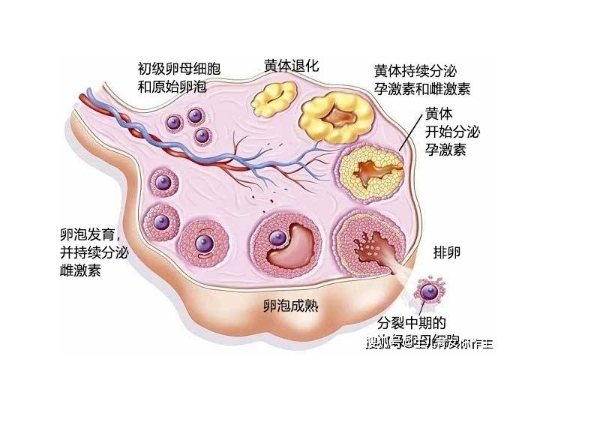 排卵期卵细胞每日增大多少