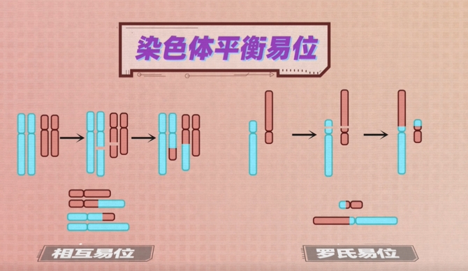 男方患罗氏易位做三代试管的成功率高吗？