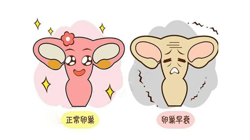 【贝贝壳保贝计划】卵巢早衰怎么办还能调整回来吗
