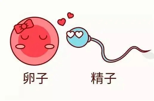 怎么备孕成功率高