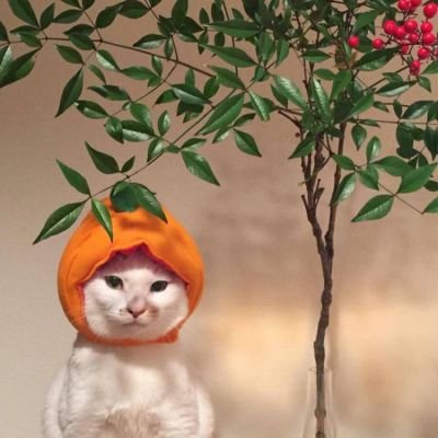 保贝计划保怀版