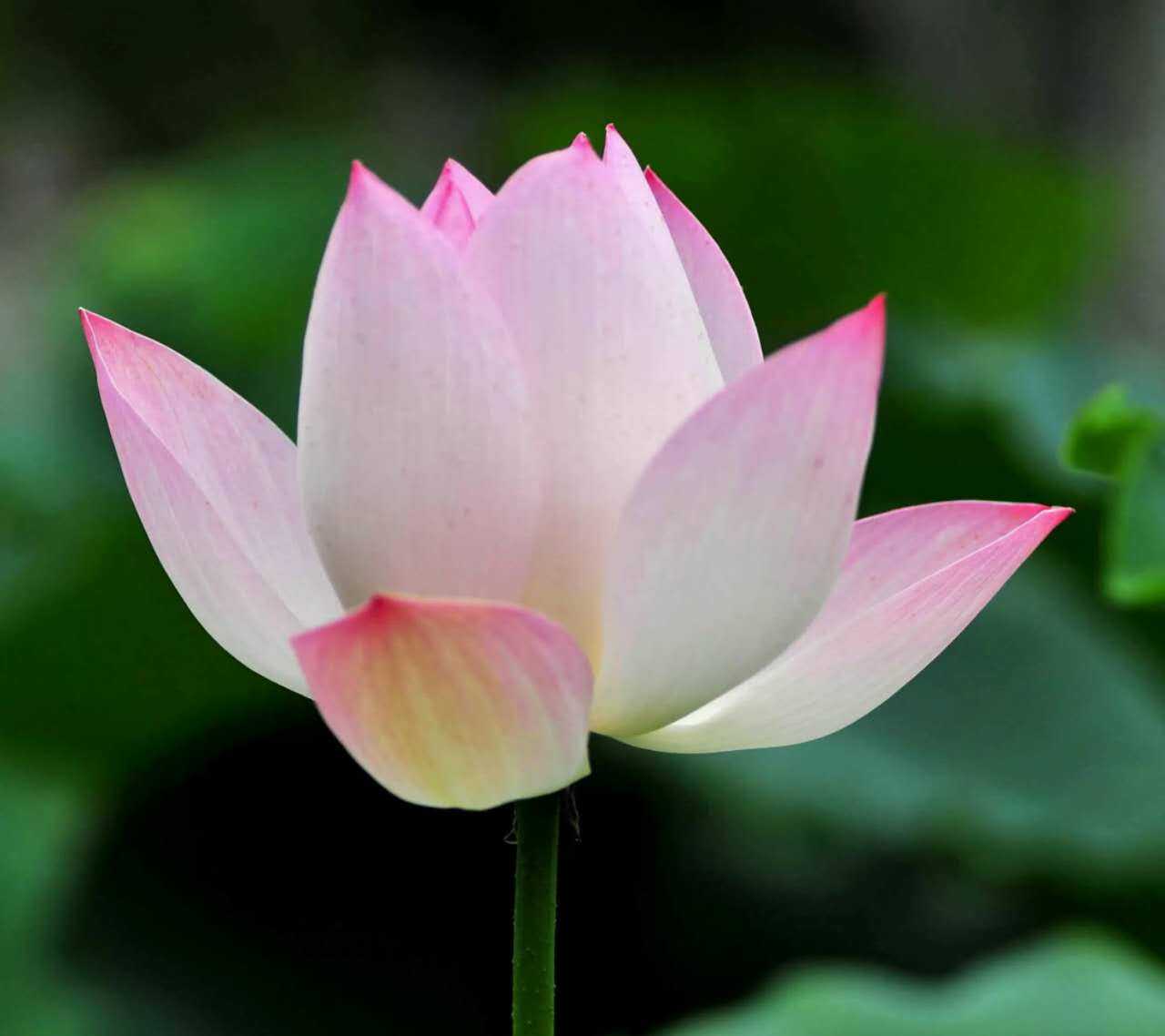 保贝计划保风险版